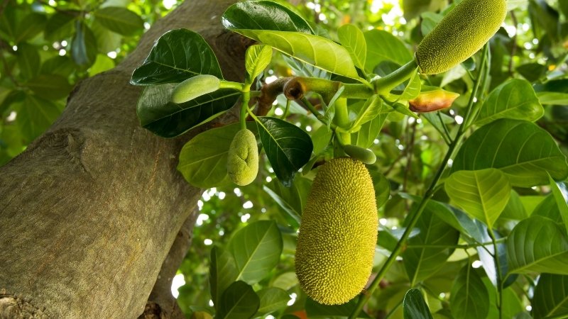 Làm thế nào để nhà vườn đối phó với "giặc" ruồi vàng trong mùa mưa?