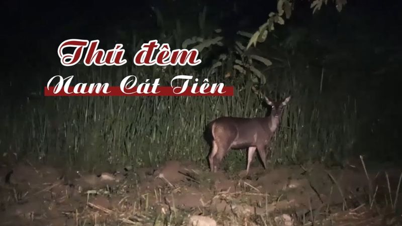 Ngắm thú đêm tại Vườn quốc gia Cát Tiên