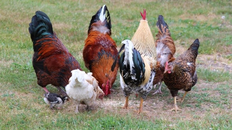 Dự báo và nhận định Dự báo và nhận định
