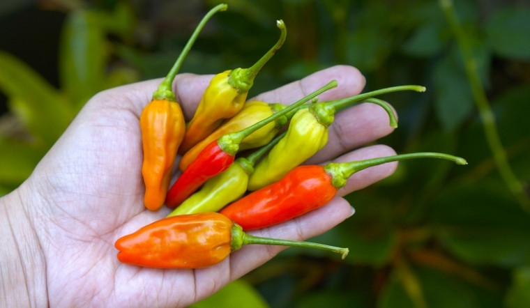Giá ớt hôm nay 17/07/2025: Biến động nhẹ