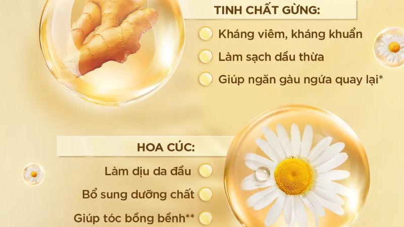 Dầu gội Clear gừng không phải sản phẩm chuyên dụng cho tóc nhuộm Dầu gội Clear gừng không phải sản phẩm chuyên dụng cho tóc nhuộm