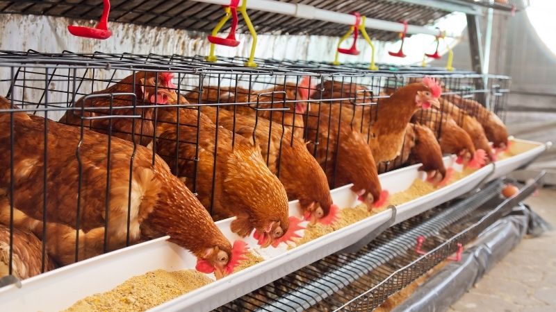Dự báo và nhận định Dự báo và nhận định