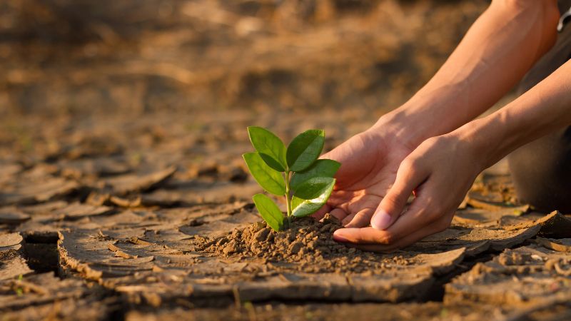 Cách ứng phó với biến đổi khí hậu