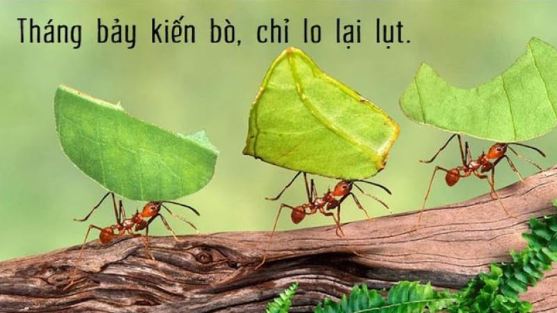 “Tháng bảy kiến bò, chỉ lo lại lụt” “Tháng bảy kiến bò, chỉ lo lại lụt”