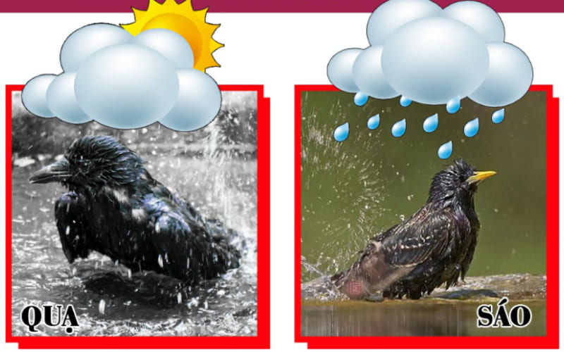 “Quạ tắm thì ráo, sáo tắm thì mưa” “Quạ tắm thì ráo, sáo tắm thì mưa”