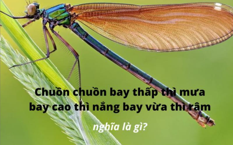 “Chuồn chuồn bay thấp thì mưa, bay cao thì nắng, bay vừa thì râm” “Chuồn chuồn bay thấp thì mưa, bay cao thì nắng, bay vừa thì râm”