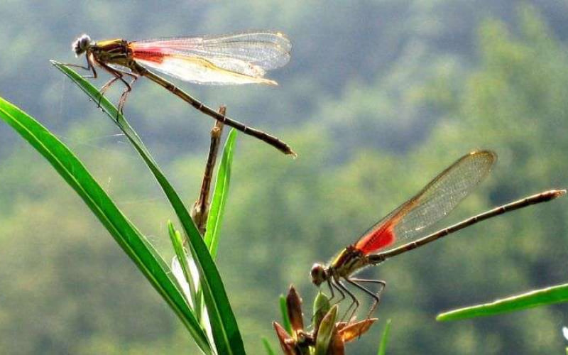 Nên tin vào kinh nghiệm dân gian hay dự báo thời tiết hiện đại? Nên tin vào kinh nghiệm dân gian hay dự báo thời tiết hiện đại?