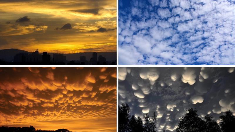 Phân biệt "Ráng mỡ gà" và các loại mây dễ nhầm lẫn Phân biệt "Ráng mỡ gà" và các loại mây dễ nhầm lẫn