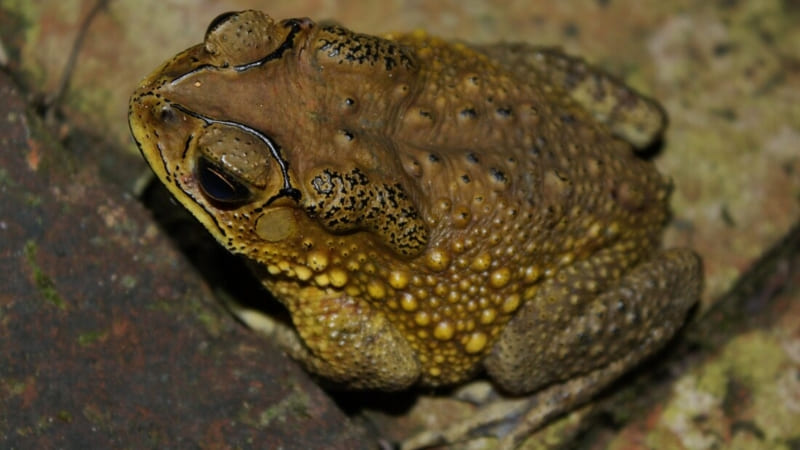 Cóc nghiến răng được coi là dấu hiệu trời sắp đổ mưa