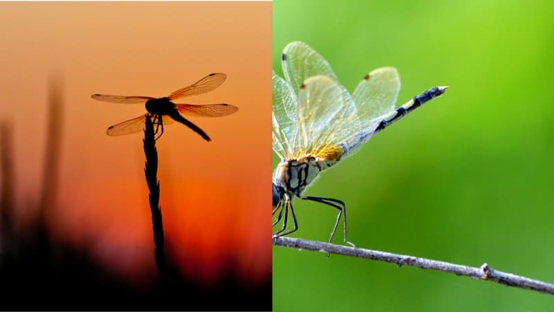 Chuồn chuồn bay thấp cho thấy độ ẩm không khí tăng cao.