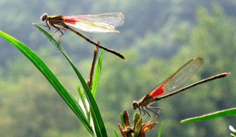Mẹo thời tiết dân gian: Giải mã và ứng dụng trong mưa bão 2025