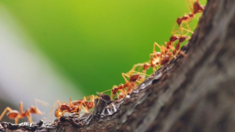 Kiến bò lên cao nghĩa là sắp có mưa lớn hoặc ngập lụt nên kiến di chuyển tổ để tránh nước