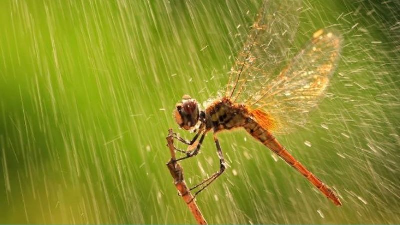 Mẹo thời tiết dân gian giúp chủ động ứng phó với thời tiết và gìn giữ tri thức dân gian