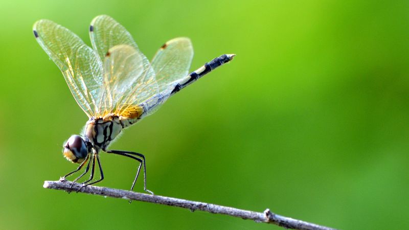 Quan sát hành vi của chuồn chuồn là hướng dẫn nhận biết bão