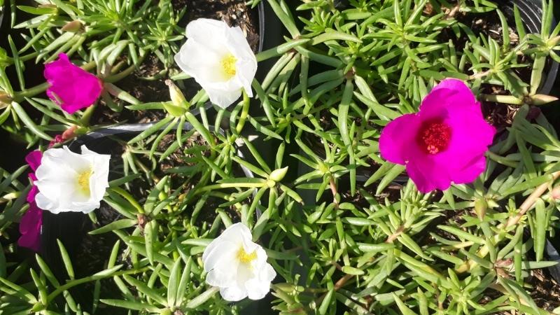 Hoa mười giờ cụp lại