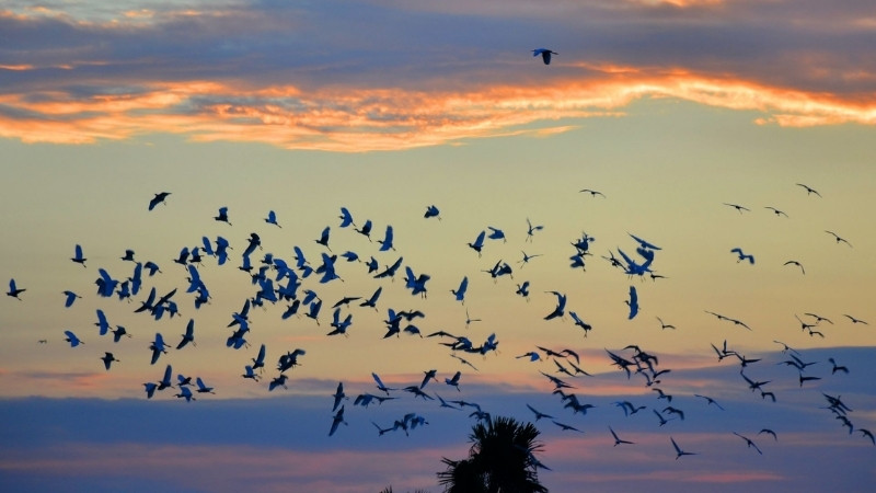 Chim bay về nơi trú ẩn