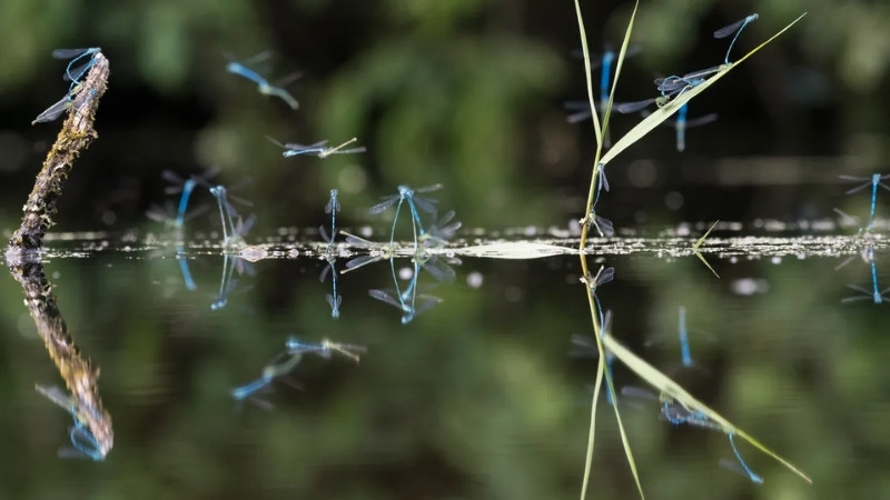 Chuồn chuồn bay thấp