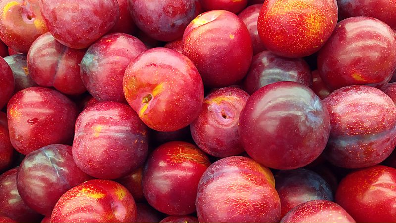 Mận cherry có hình dáng nhỏ, vỏ đỏ tím giống cherry nhập khẩu Mận cherry có hình dáng nhỏ, vỏ đỏ tím giống cherry nhập khẩu