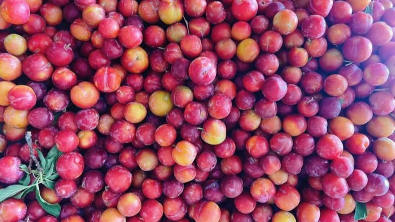 Chọn mận cherry cuống tươi, hơi cứng tay và bảo quản trong ngăn mát Chọn mận cherry cuống tươi, hơi cứng tay và bảo quản trong ngăn mát