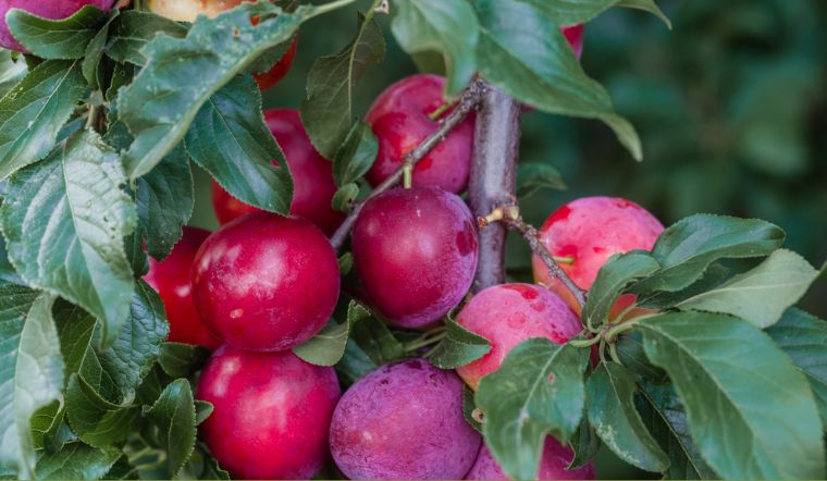 Mận cherry là gì? Tìm hiểu loại quả hấp dẫn trên thị trường