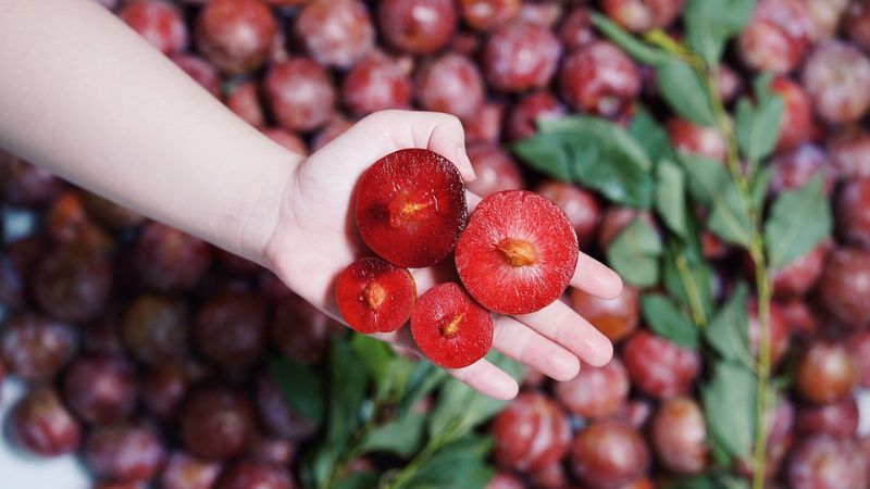 Để mận cherry tươi lâu, thì không rửa trước khi cất và dùng hộp hoặc túi khô thoáng Để mận cherry tươi lâu, thì không rửa trước khi cất và dùng hộp hoặc túi khô thoáng