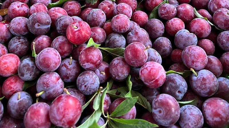 Mận cherry có giá khoảng 15.000 - 25.000 đồng/ký Mận cherry có giá khoảng 15.000 - 25.000 đồng/ký
