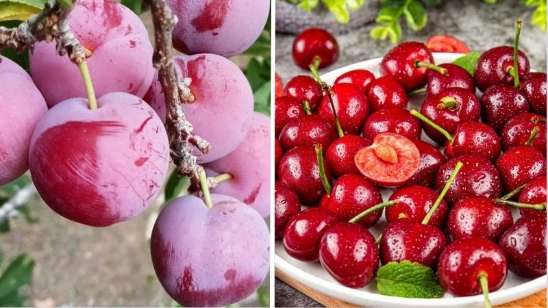 Ảnh minh họa mận cherry (bên trái), cherry “anh đào” nhập khẩu (bên phải) Ảnh minh họa mận cherry (bên trái), cherry “anh đào” nhập khẩu (bên phải)