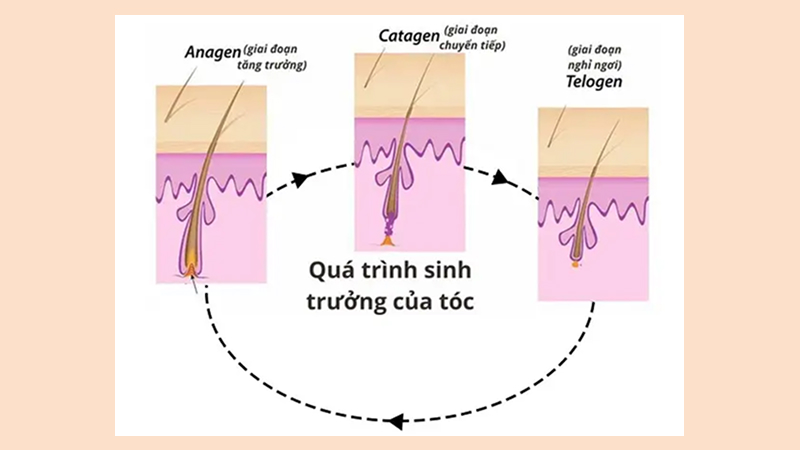 Quá trình tăng trưởng của tóc Quá trình tăng trưởng của tóc