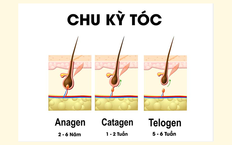 Vòng đời của một sợi tóc diễn ra như thế nào? Vòng đời của một sợi tóc diễn ra như thế nào?