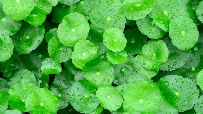 Rau má có công dụng kháng viêm, chống oxy hóa