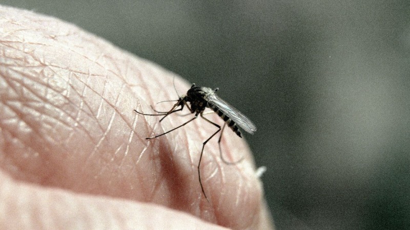 Virus Chikungunya (CHIKV) là "Thủ phạm" chính gây bệnh