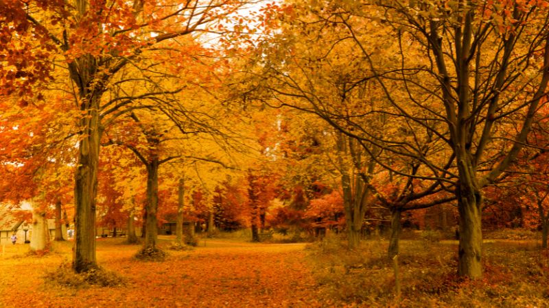 Lập thu là tiết khí thứ 13 trong năm Lập thu là tiết khí thứ 13 trong năm