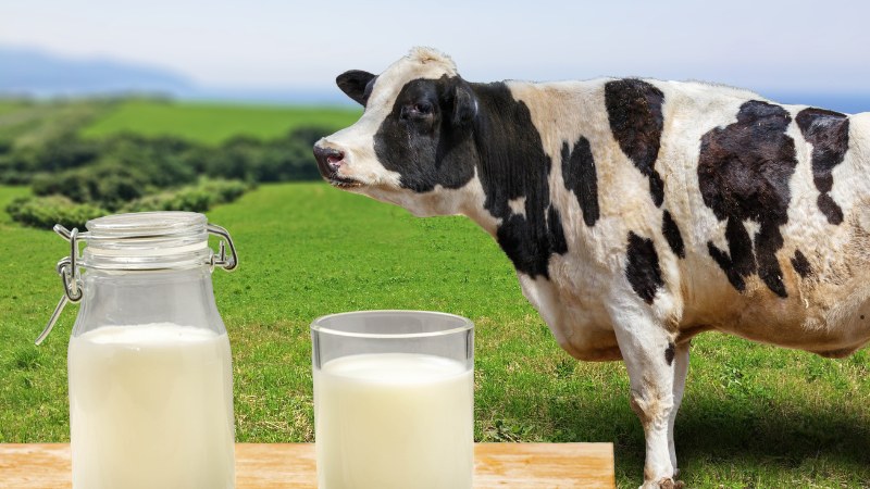 Không nên ăn sầu riêng và uống sữa bò