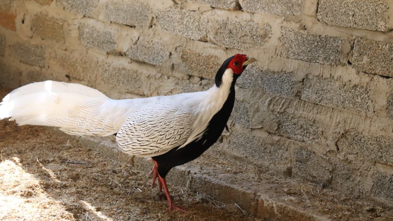 Những điều thú vị về gà lôi trắng trong tự nhiên Những điều thú vị về gà lôi trắng trong tự nhiên