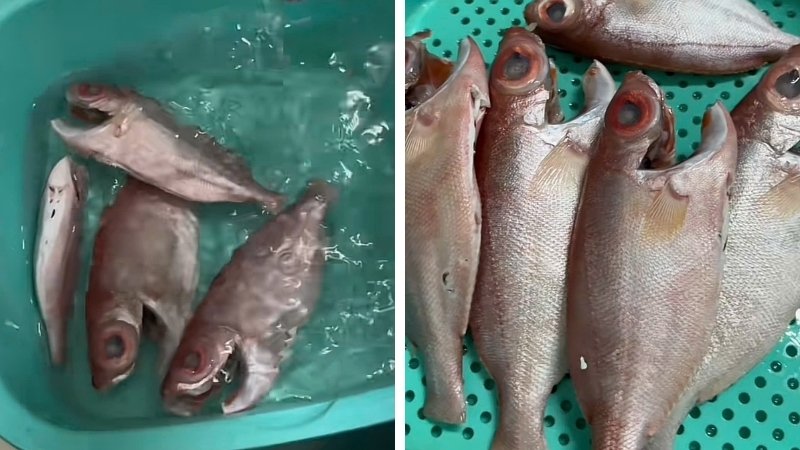 Sơ chế và khử mùi tanh cá để đảm bảo cá sạch, tươi ngon Sơ chế và khử mùi tanh cá để đảm bảo cá sạch, tươi ngon