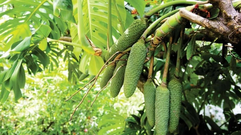Quả Monstera Deliciosa là gì Quả Monstera Deliciosa là gì