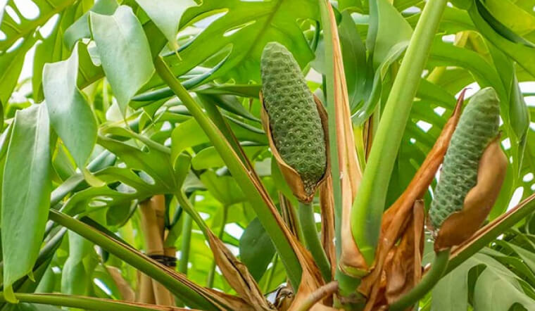 Quả Monstera Deliciosa (trái quái vật): Cách ăn an toàn & hương vị nhiệt đới