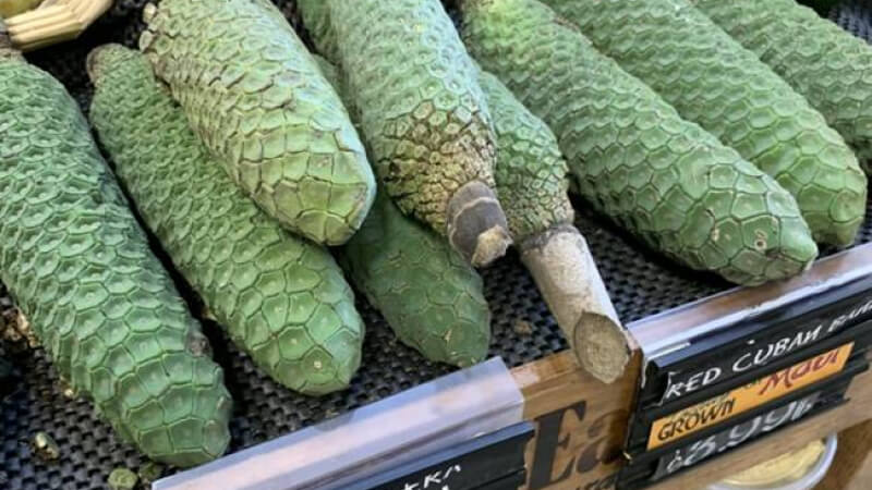Quả Monstera Deliciosa rất khó tìm ở Việt Nam Quả Monstera Deliciosa rất khó tìm ở Việt Nam
