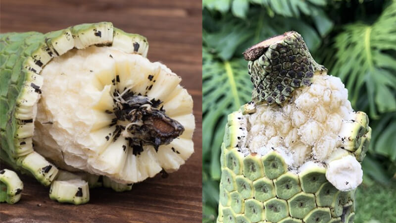 Quả Monstera có hương vị gì Quả Monstera có hương vị gì