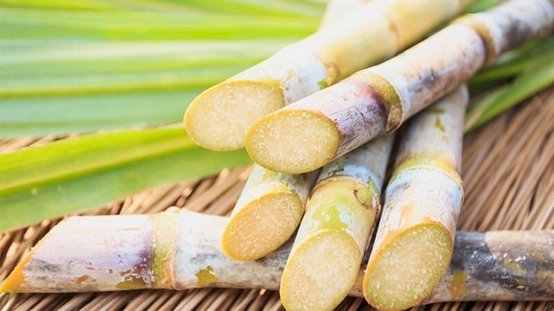 Nguồn gốc mía trên mâm cúng cô hồn Nguồn gốc mía trên mâm cúng cô hồn