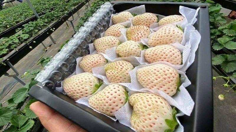 Tại sao dâu tây trắng lại đắt đỏ? Tại sao dâu tây trắng lại đắt đỏ?