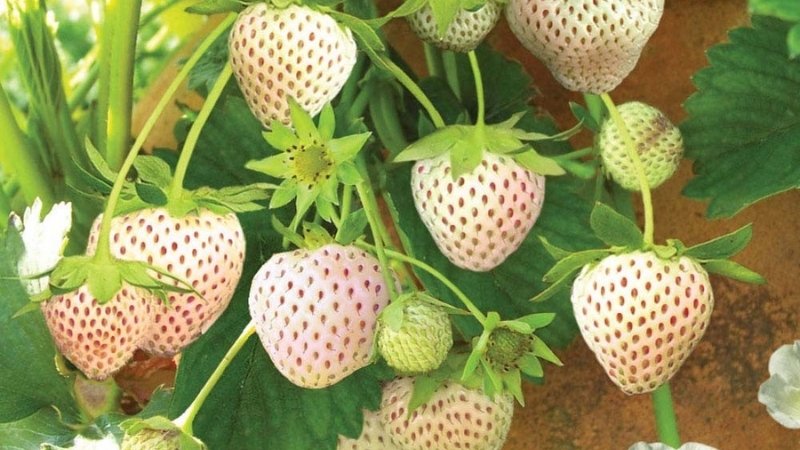 Điều gì làm nên sự đặc biệt của dâu tây trắng? Điều gì làm nên sự đặc biệt của dâu tây trắng?