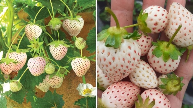 Cách thưởng thức và bảo quản dâu tây trắng Cách thưởng thức và bảo quản dâu tây trắng