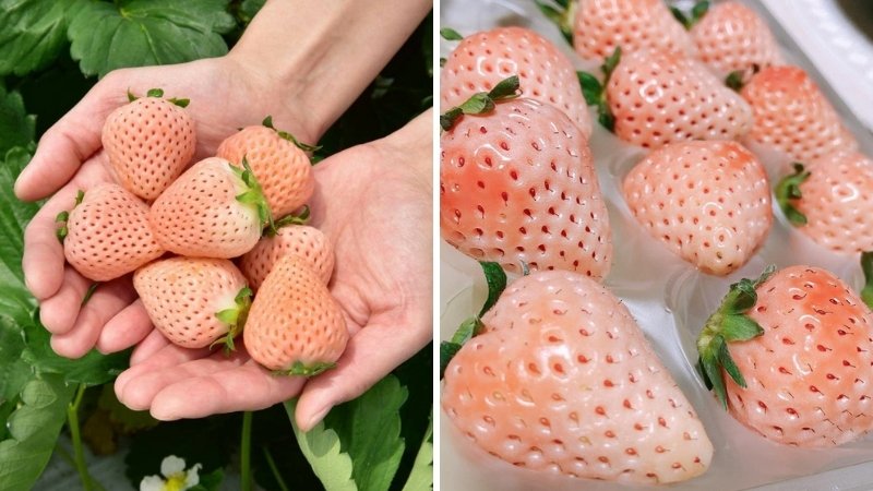 Mua dâu tây trắng ở đâu và giá bán bao nhiêu? Mua dâu tây trắng ở đâu và giá bán bao nhiêu?
