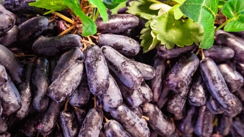Nho phù thủy hay còn gọi là nho ngón tay Nho phù thủy hay còn gọi là nho ngón tay