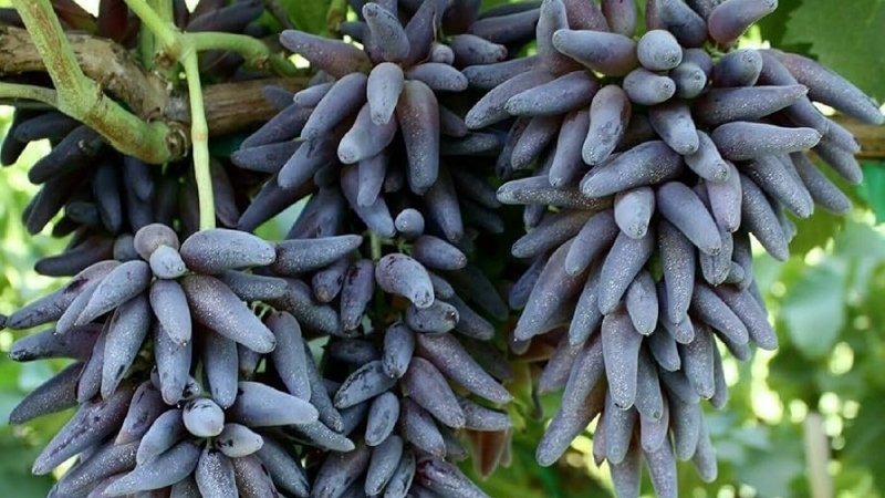 Nho phù thủy giàu vitamin và chất chống oxy hóa Nho phù thủy giàu vitamin và chất chống oxy hóa