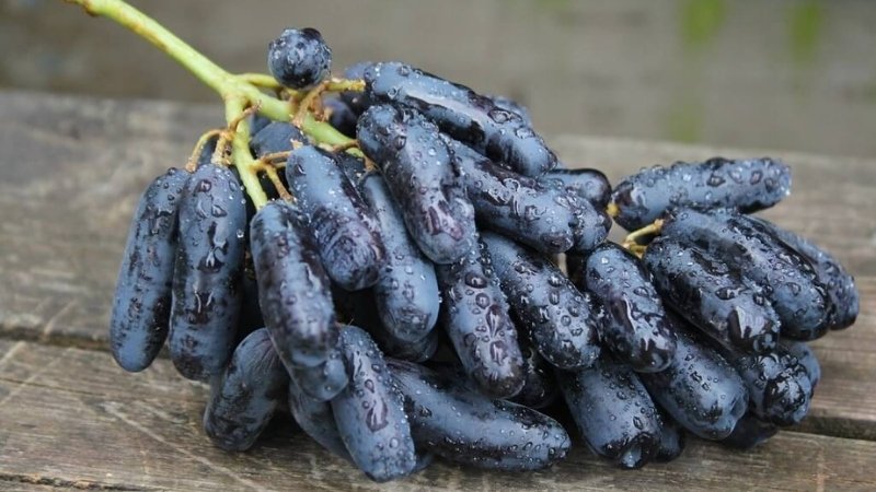 Nho phù thủy là món tráng miệng lành mạnh Nho phù thủy là món tráng miệng lành mạnh