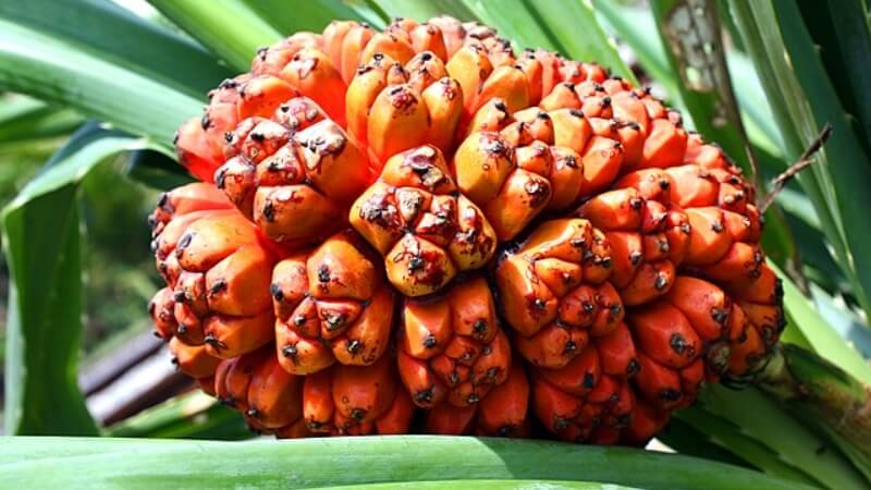 Hình dáng và màu sắc của quả Hala Hình dáng và màu sắc của quả Hala
