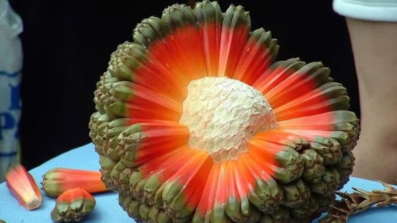 Quả Hala là gì? Giới thiệu "quả bom nổ tung" của Thái Bình Dương Quả Hala là gì? Giới thiệu "quả bom nổ tung" của Thái Bình Dương
