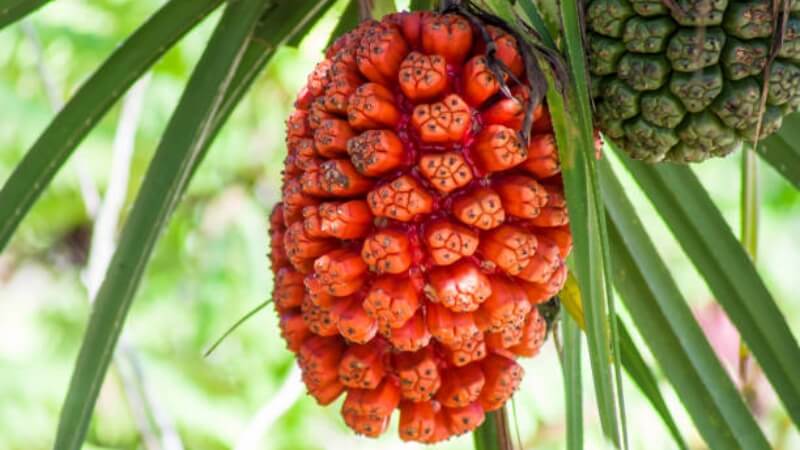 Không chỉ là trái cây: các công dụng khác của cây Hala Không chỉ là trái cây: các công dụng khác của cây Hala